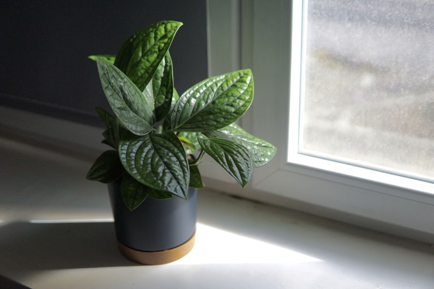 Image: A Monstera Karstenianum on a windowsill being hit by some direct morning sunlight.