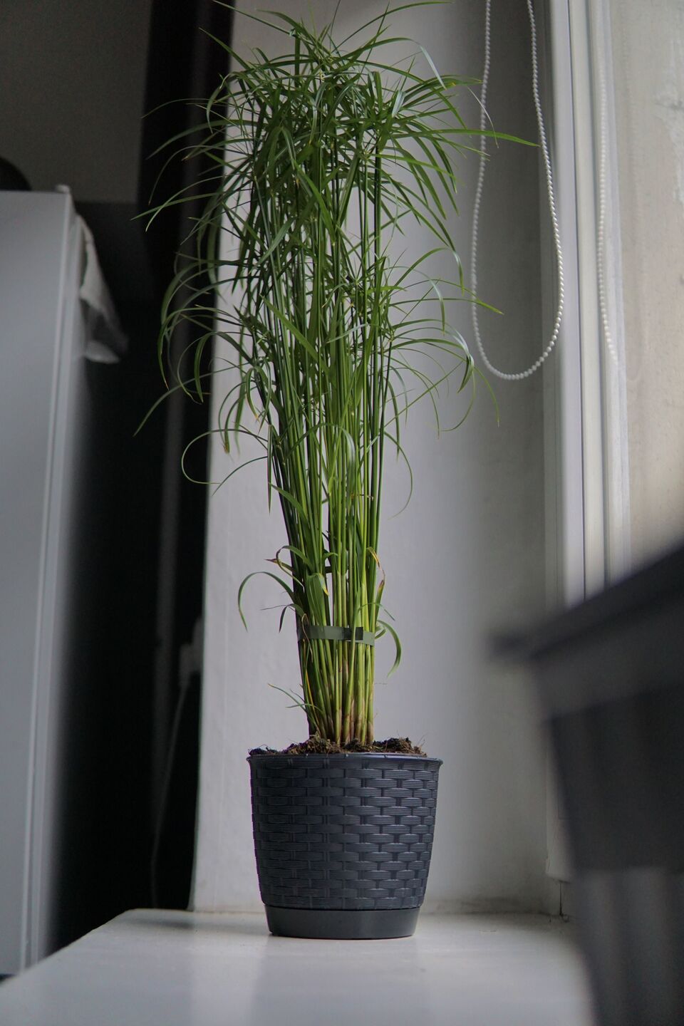 Image: A tall Papyrus Jela on a kitchen windowsill by a fridge.