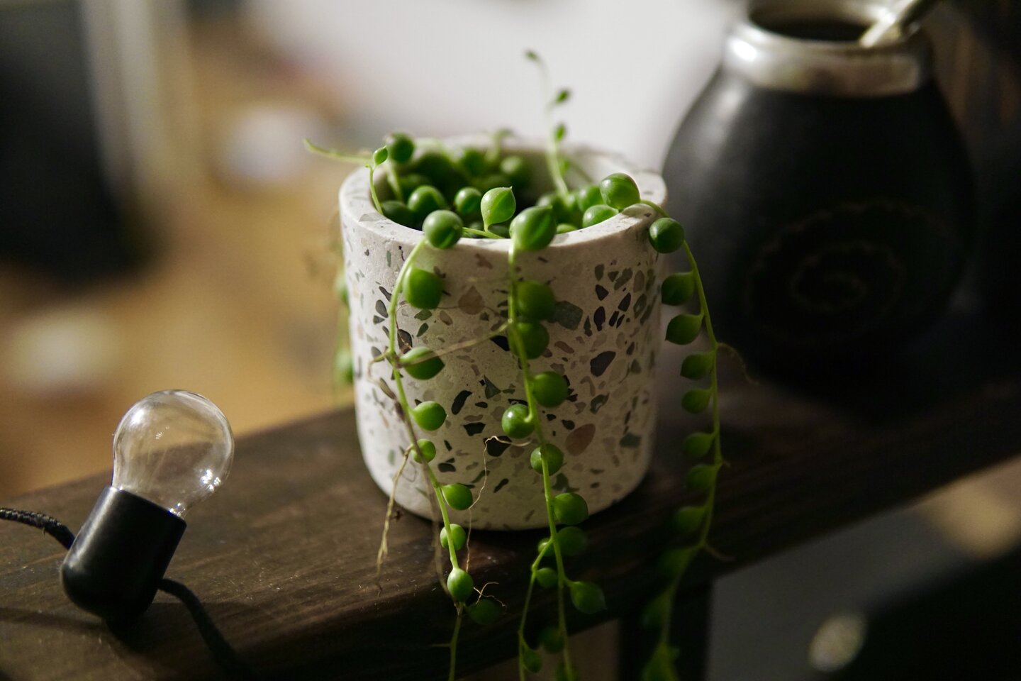 Image: A tiny String-of-pearls in a stone pot on a shelf.